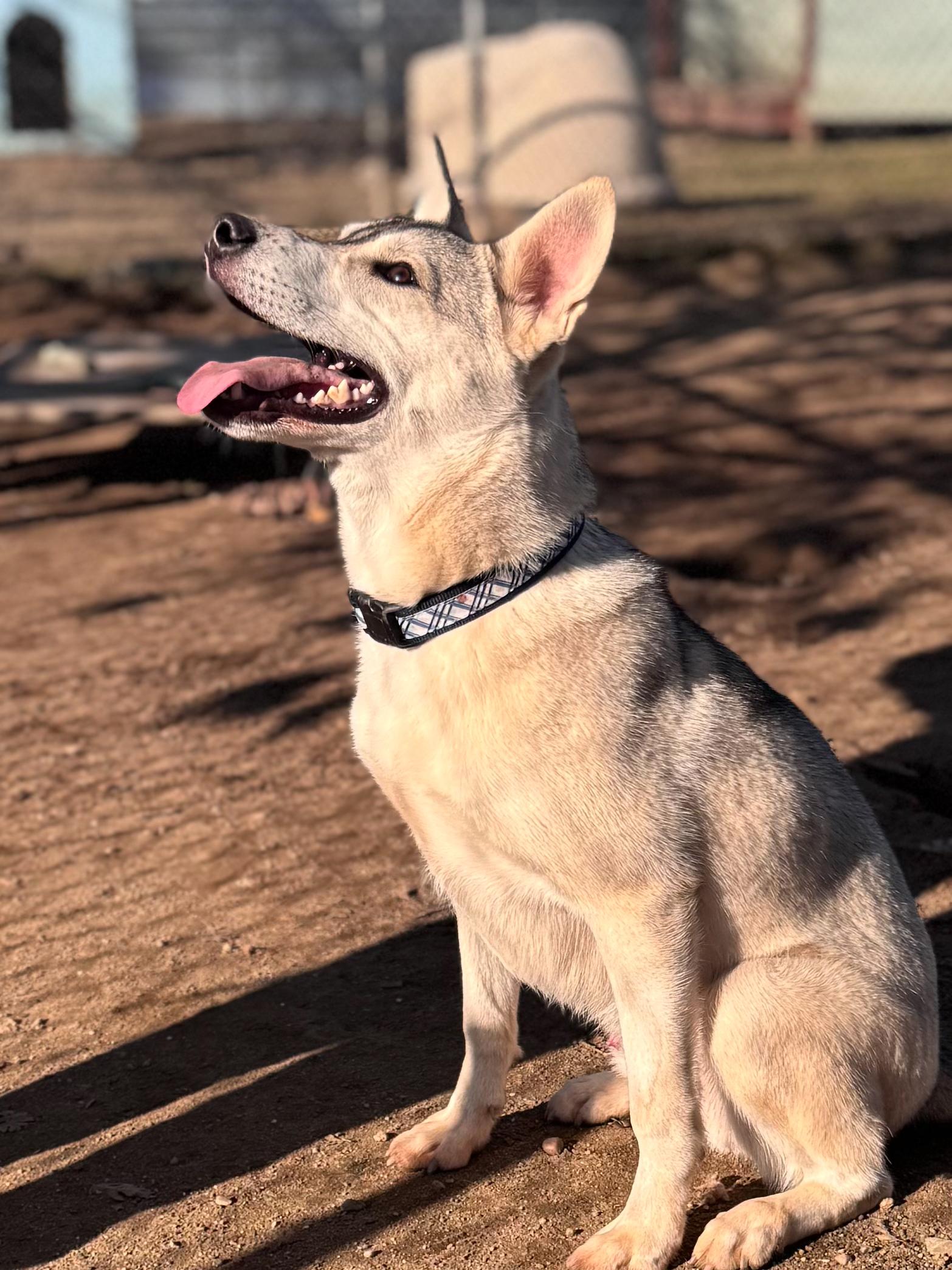 Enlarge CALEB, an adoption pending mixed breed in Fresno, CA image 6/6