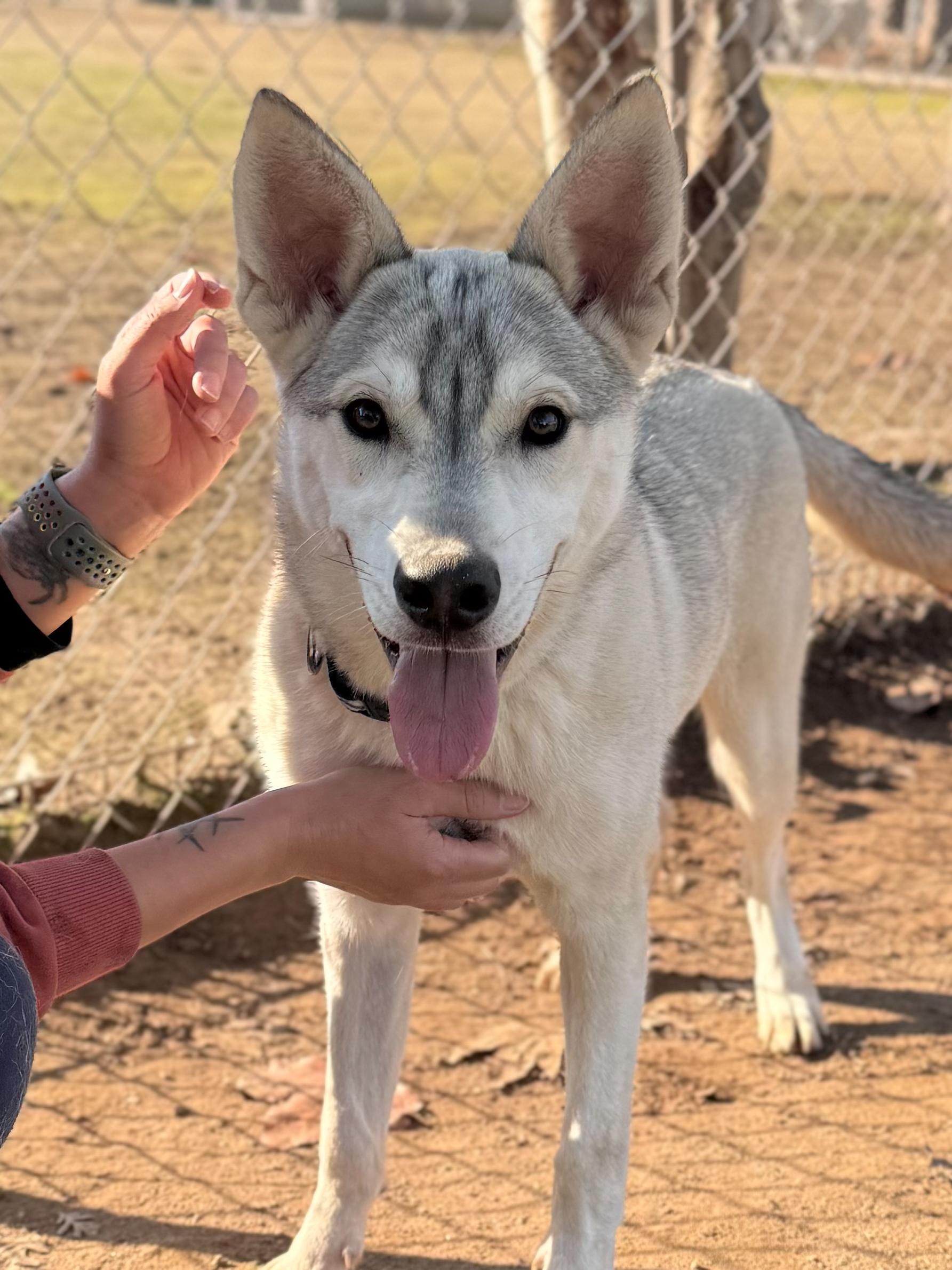 CALEB, Adoptable, Young Male Husky.