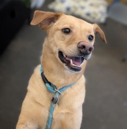 Enlarge Chase, a Adoptable mixed breed in Bensalem, PA image 1/3