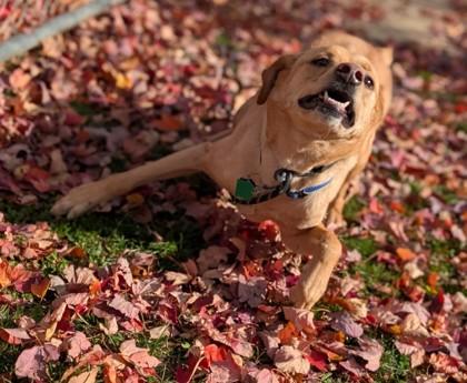 Enlarge Chase, a Adoptable mixed breed in Bensalem, PA image 1/3