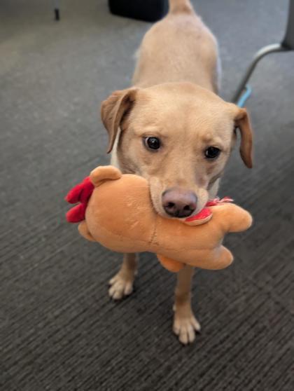 Enlarge Chase, a Adoptable mixed breed in Bensalem, PA image 2/3