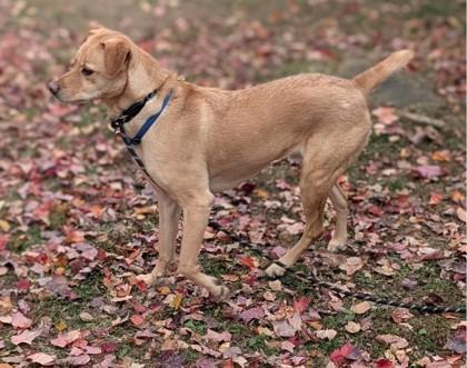 Enlarge Chase, a Adoptable mixed breed in Bensalem, PA image 2/3