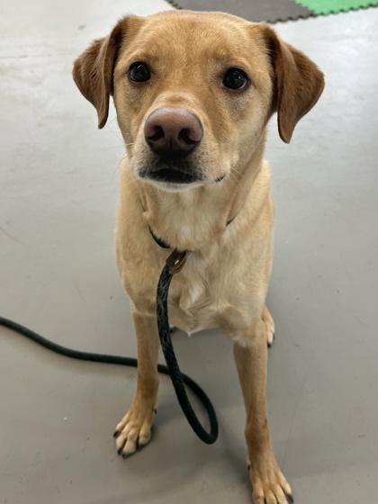 Enlarge Chase, a Adoptable mixed breed in Bensalem, PA image 3/3