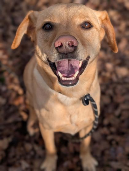 Enlarge Chase, a Adoptable mixed breed in Bensalem, PA image 3/3