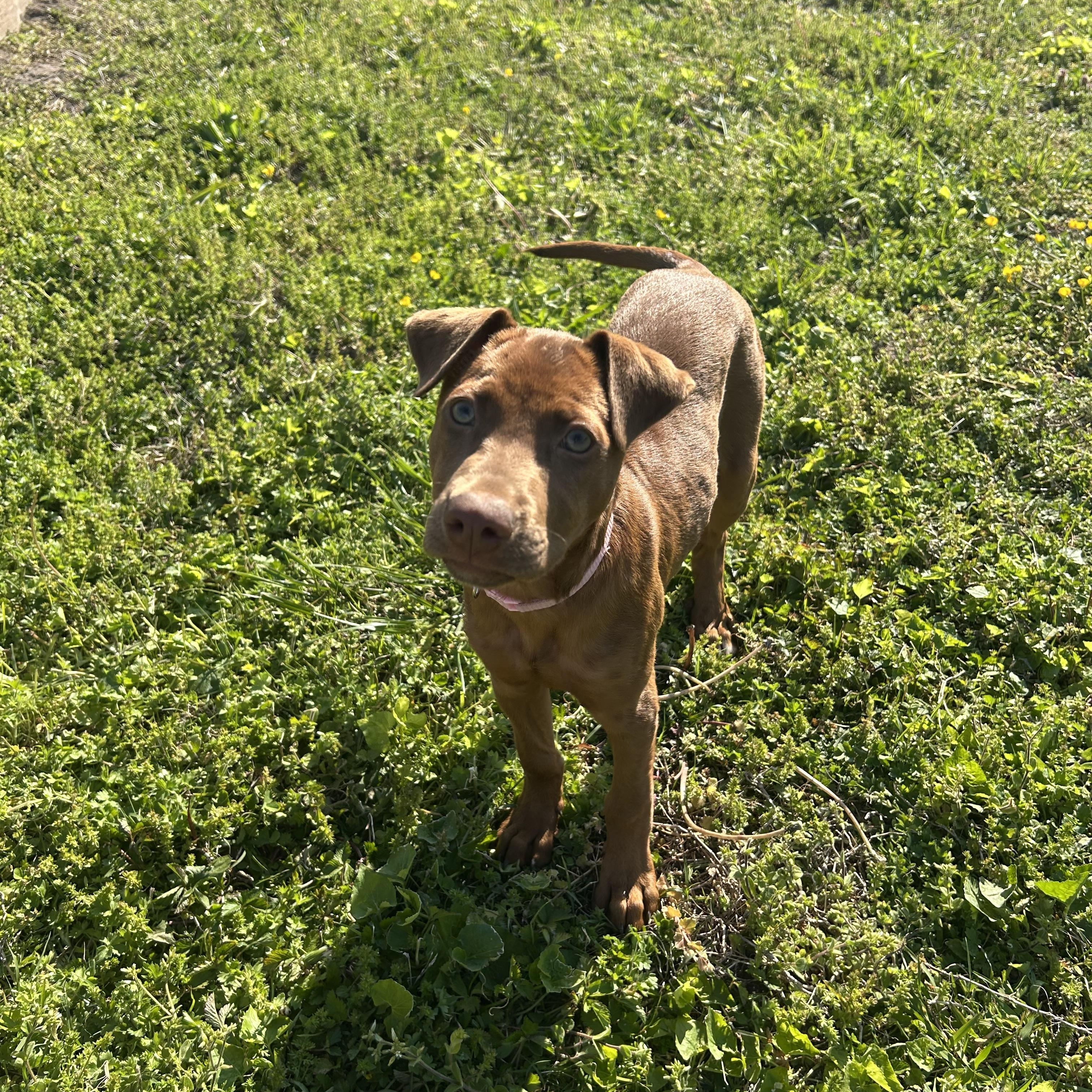 Enlarge Lucia, a ADOPTABLE mixed breed in Virginia Beach, VA image 3/5