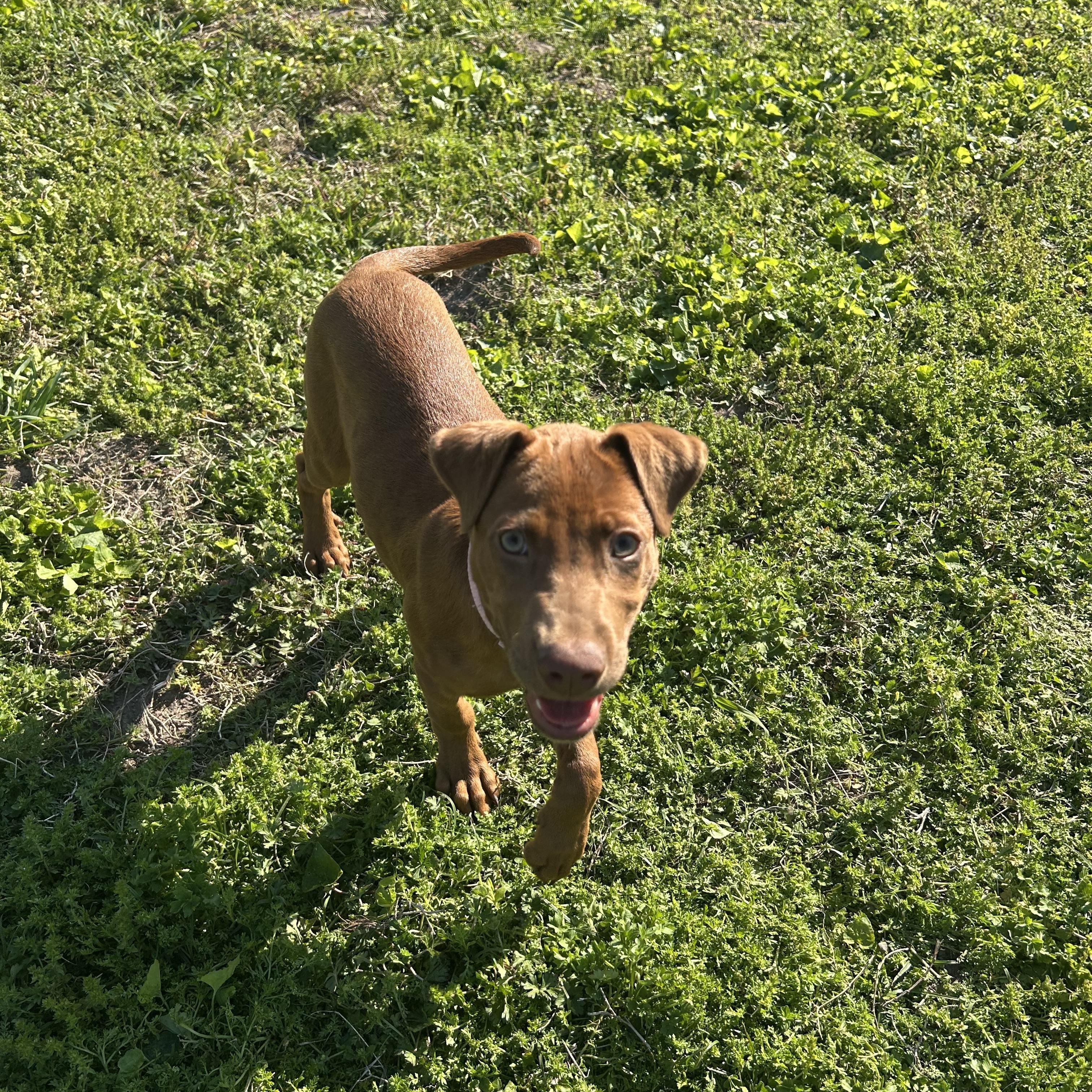 Enlarge Lucia, a ADOPTABLE mixed breed in Virginia Beach, VA image 4/5
