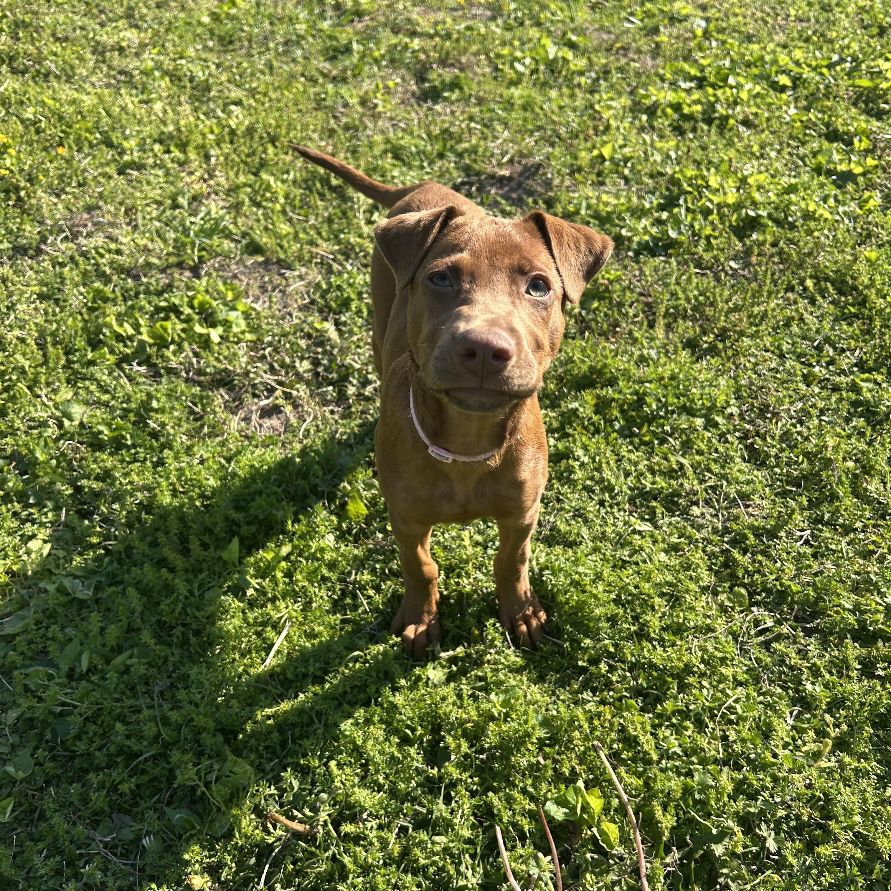 Lucia, ADOPTABLE, Young Female Vizsla.