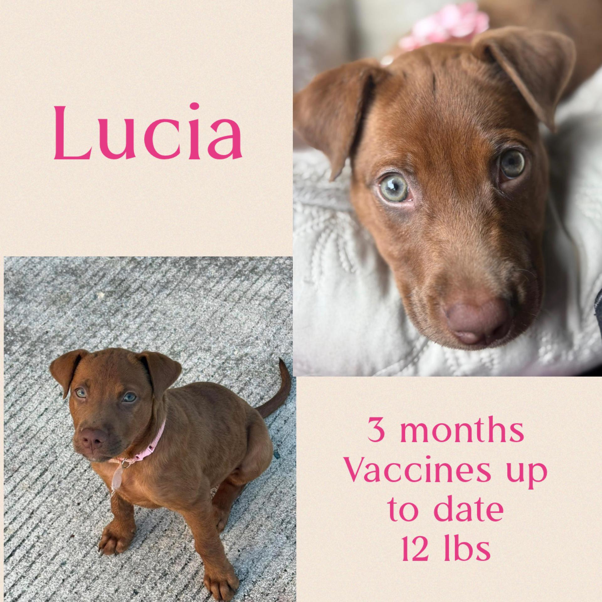 Enlarge Lucia, a ADOPTABLE mixed breed in Virginia Beach, VA image 2/5