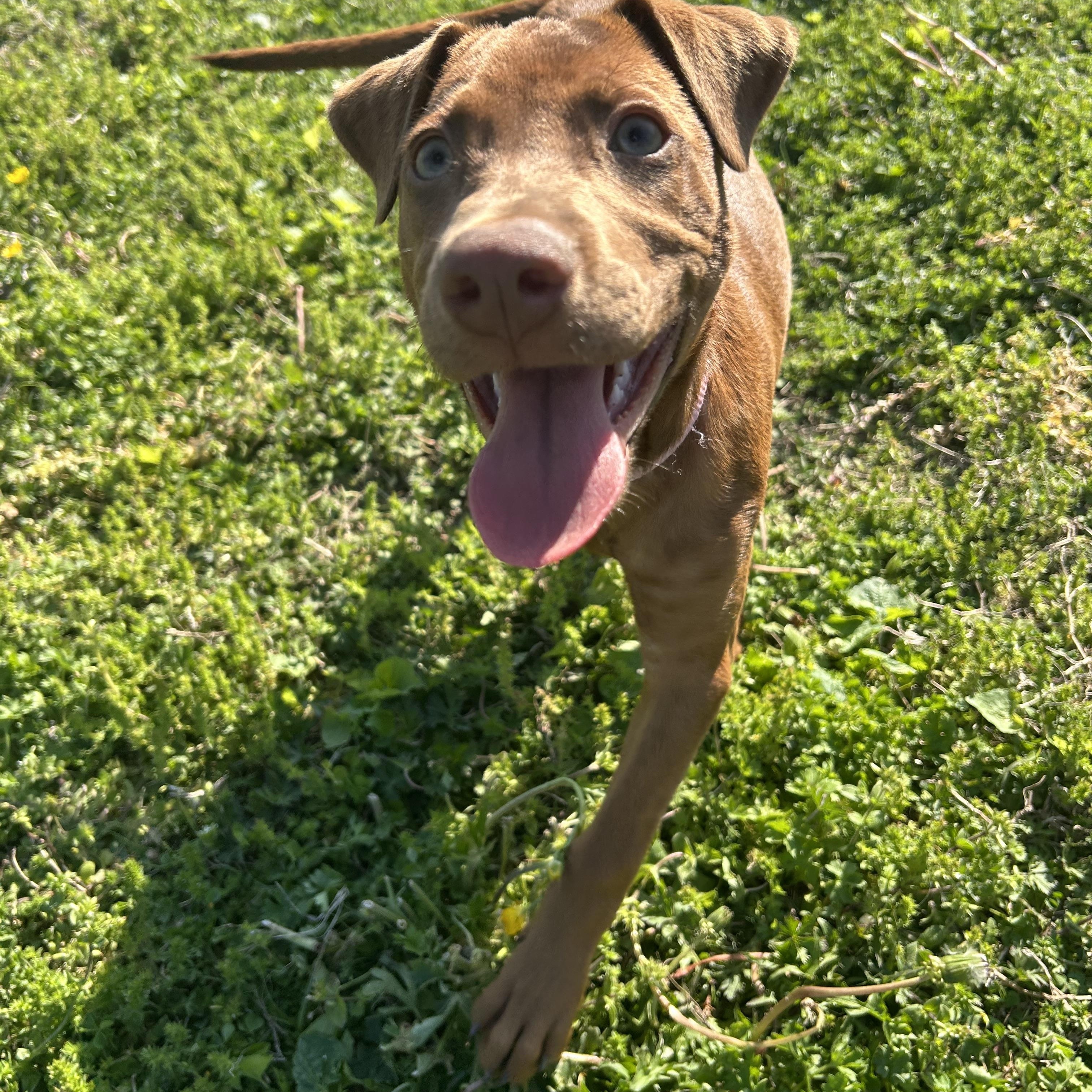 Enlarge Lucia, a ADOPTABLE mixed breed in Virginia Beach, VA image 5/5