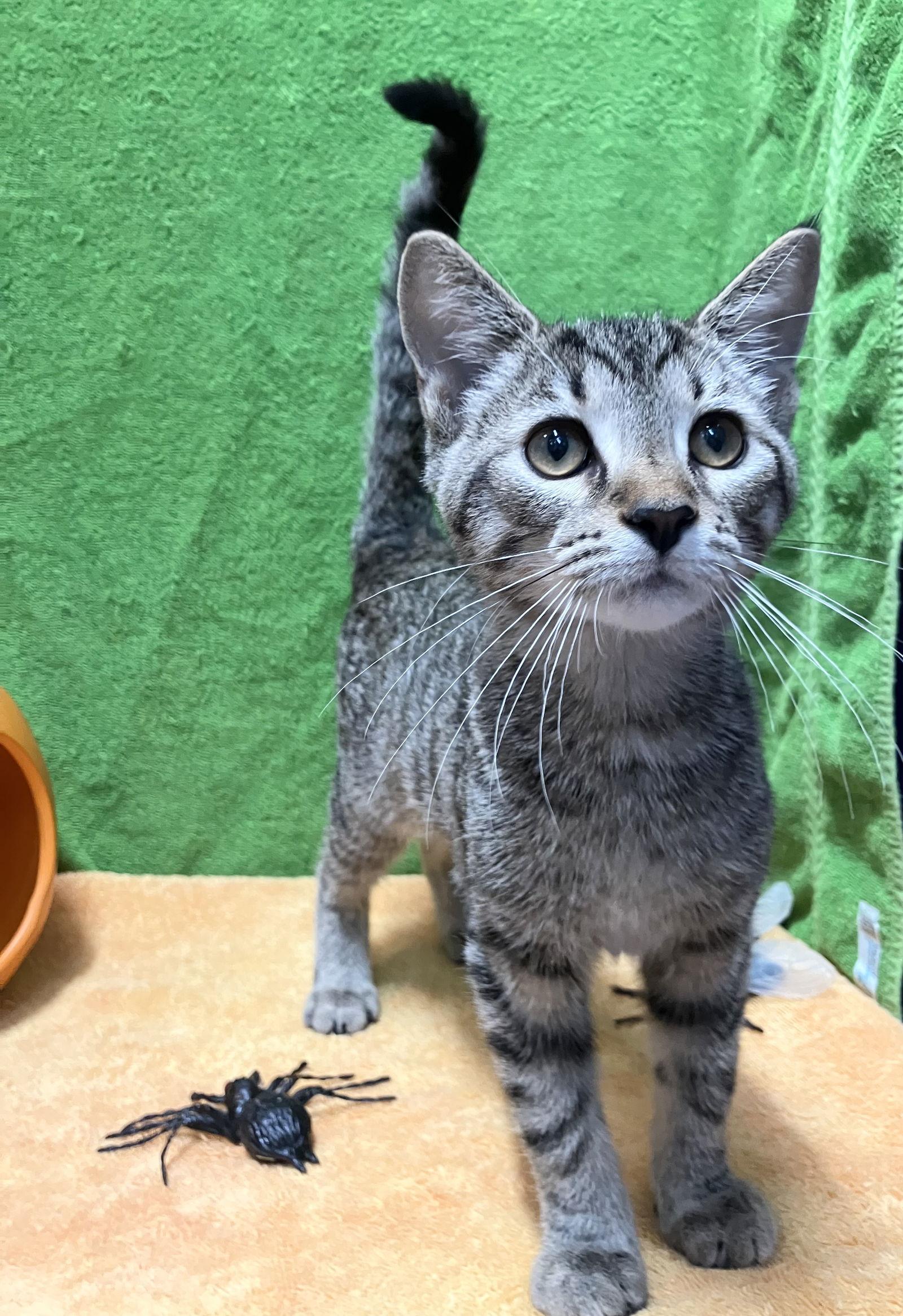 Rackets, Adopted, Kitten Male Tabby & Domestic Short Hair.