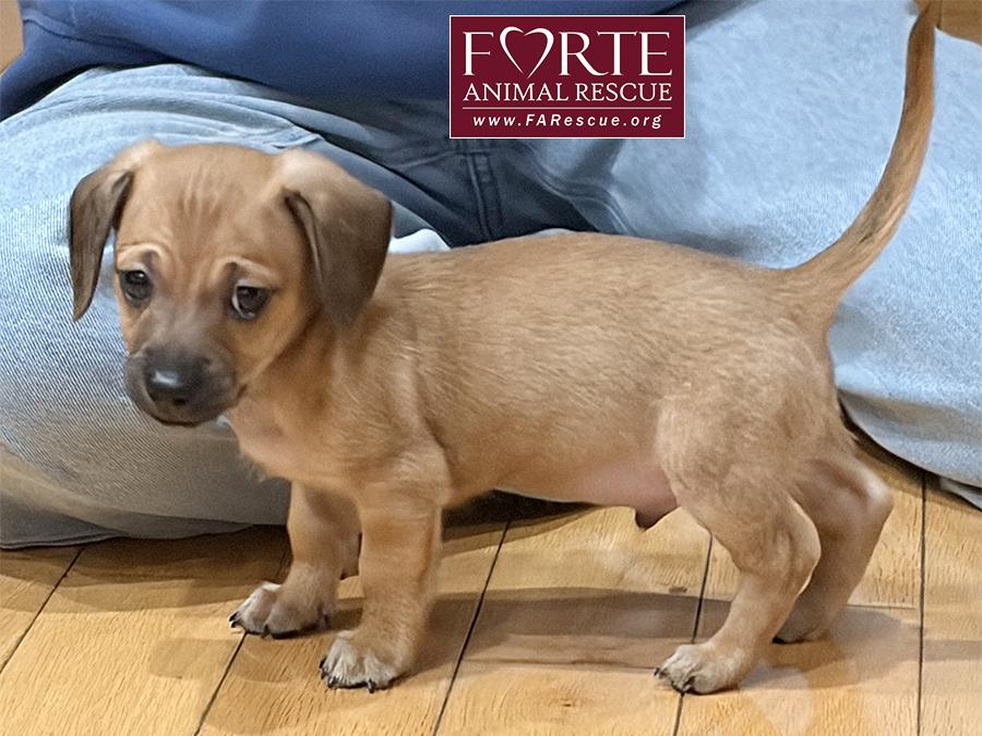 Lorenzo, an adopted Dachshund (Miniature Long Haired) in Marina Del Rey, CA image 3/4