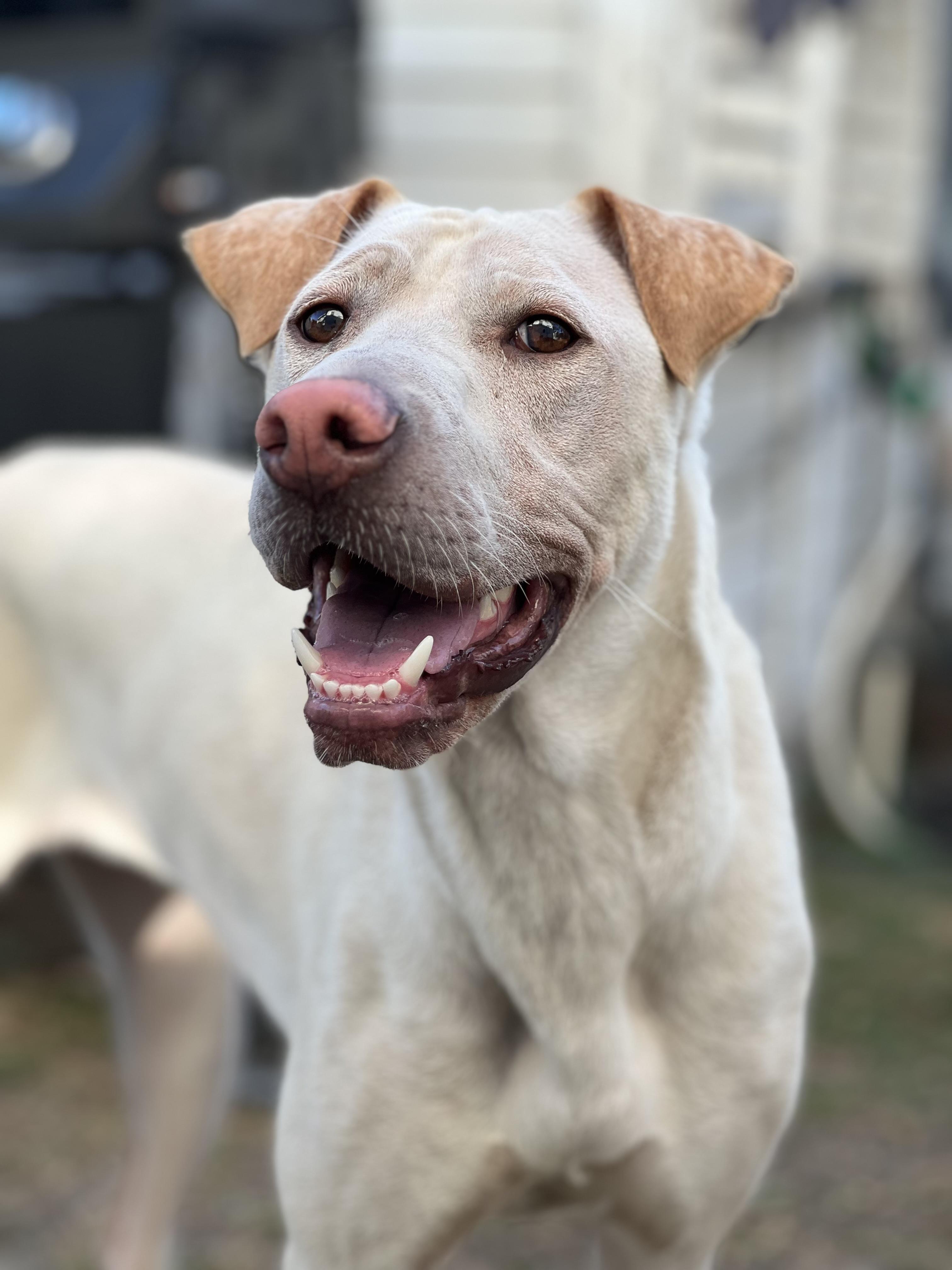 Cinderella aka Cindy, Adoptable, Young Female Labrador Retriever & Pit Bull Terrier.