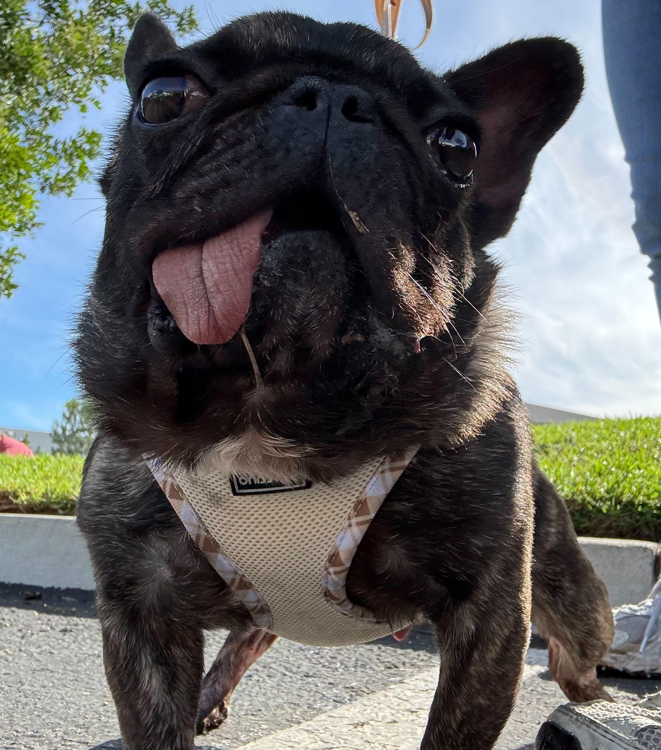 Escargot, a Adopted French Bulldog in Rancho Santa Margarita, CA image 1/3