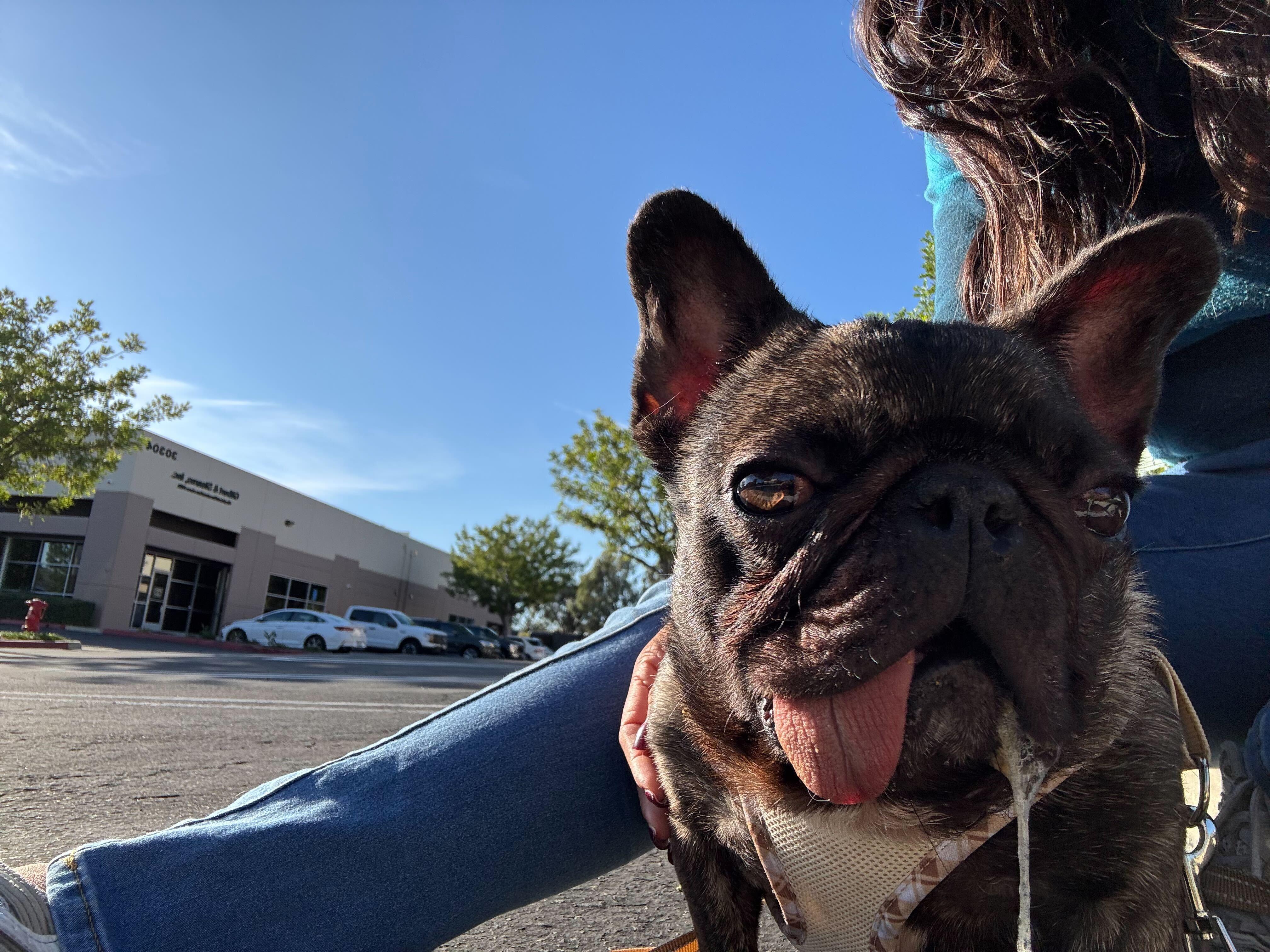 Escargot, a Adopted French Bulldog in Rancho Santa Margarita, CA image 2/3