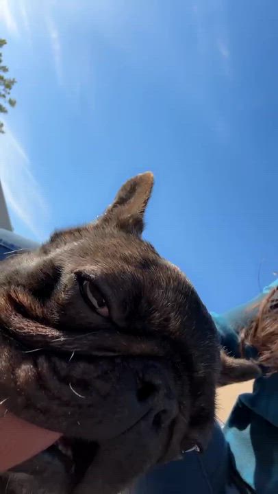 Enlarge Escargot, a Adopted French Bulldog in Rancho Santa Margarita, CA video 3/3