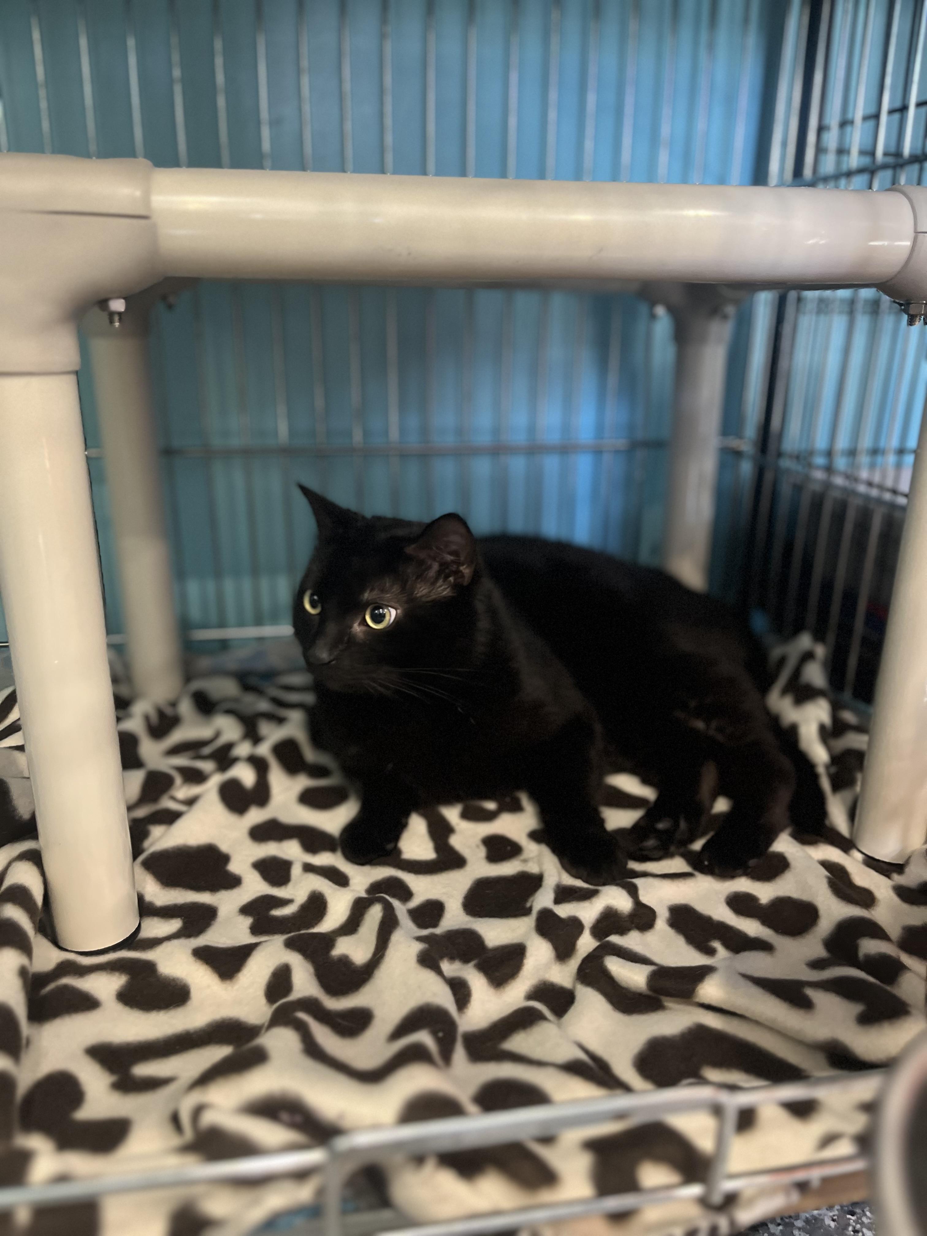 Enlarge Copperfeild, an adopted Domestic Short Hair in Blackstone, MA image 2/3