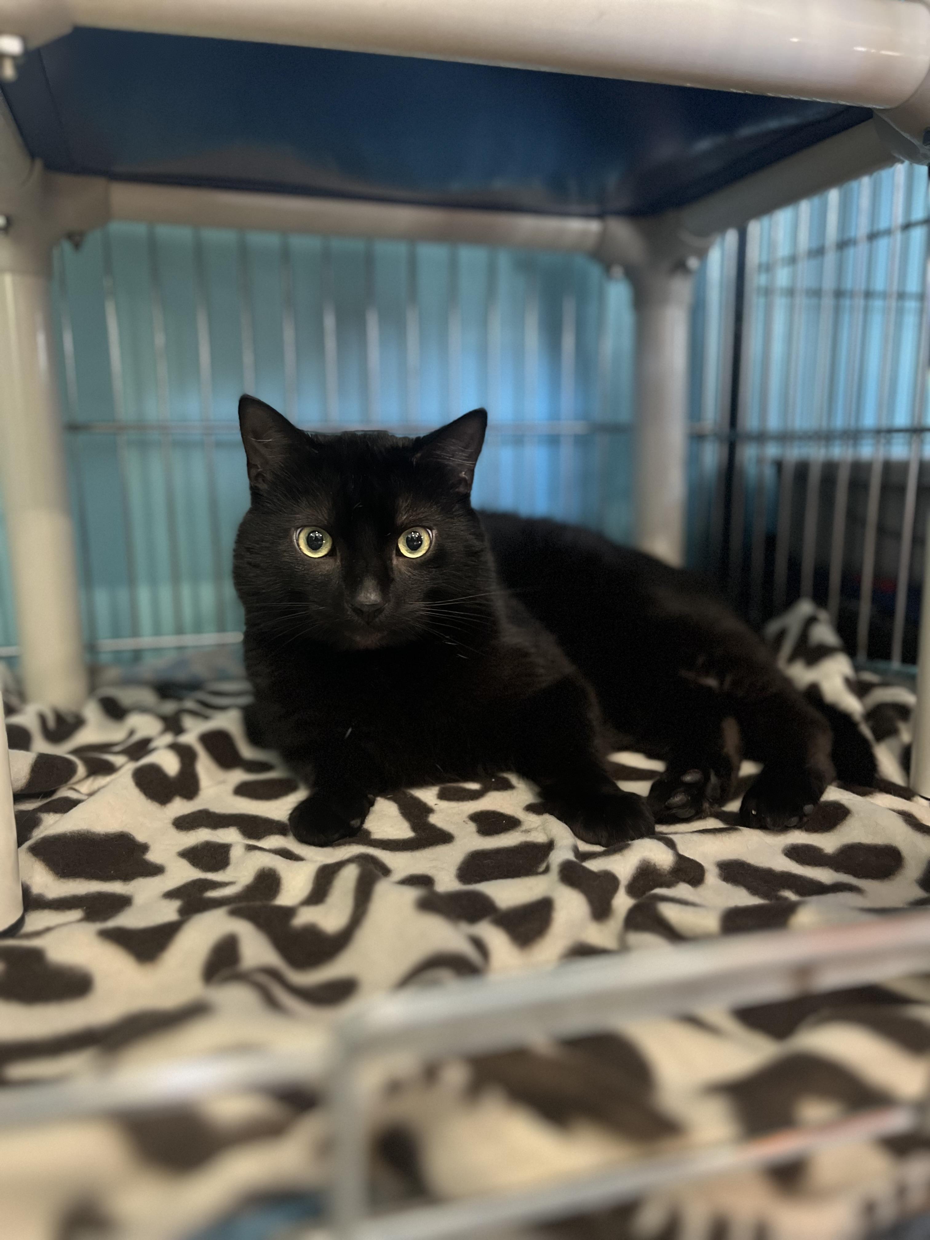 Enlarge Copperfeild, an adopted Domestic Short Hair in Blackstone, MA image 3/3
