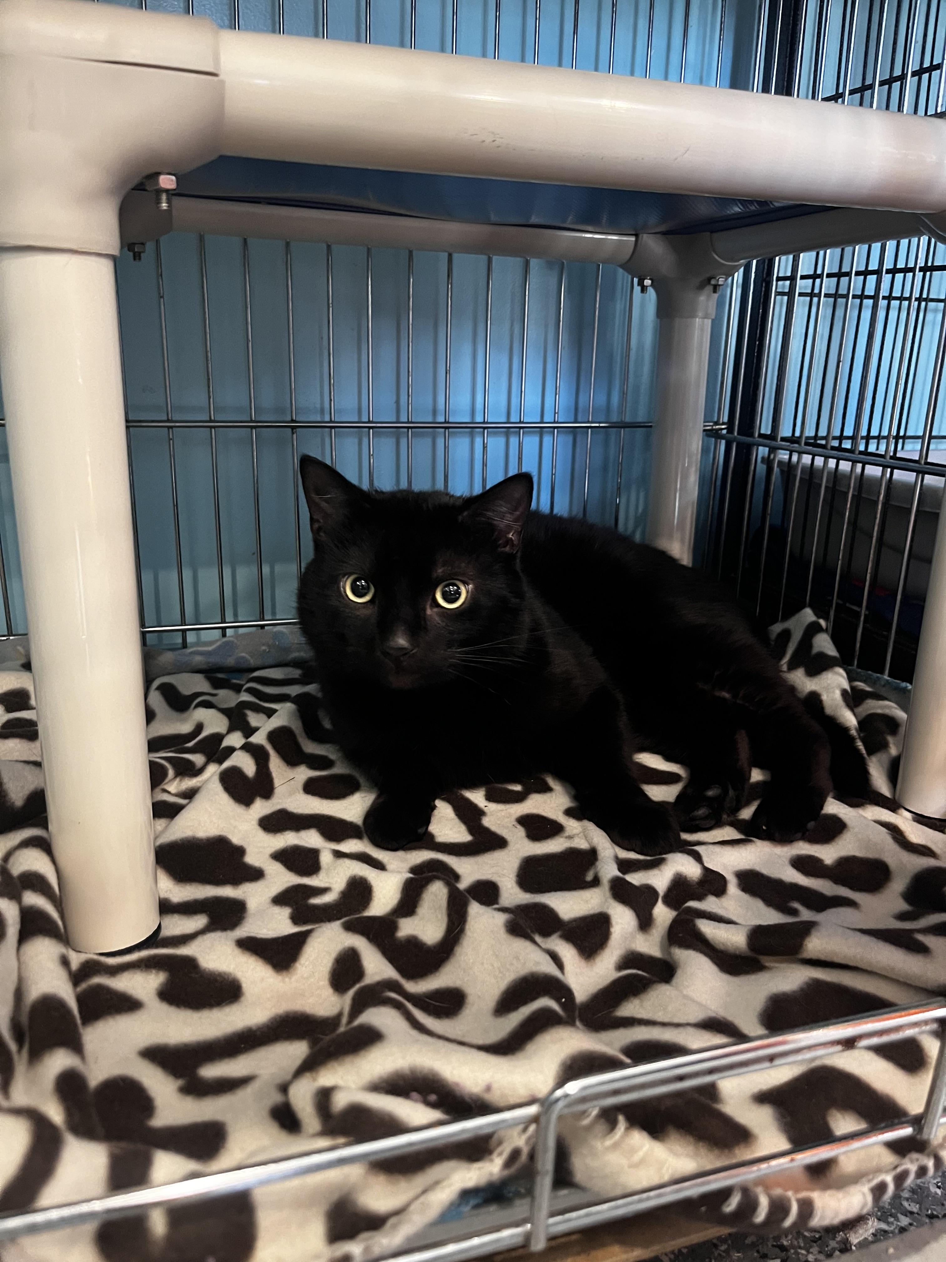 Enlarge Copperfeild, an adopted Domestic Short Hair in Blackstone, MA image 1/3