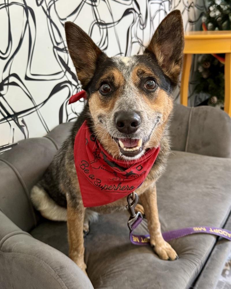 Nancy, Adoptable, Young Female Australian Cattle Dog / Blue Heeler.