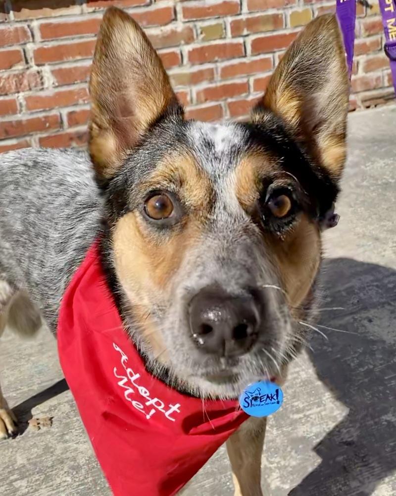 Enlarge Nancy, a Adoptable Australian Cattle Dog / Blue Heeler in Troy, IL image 2/6