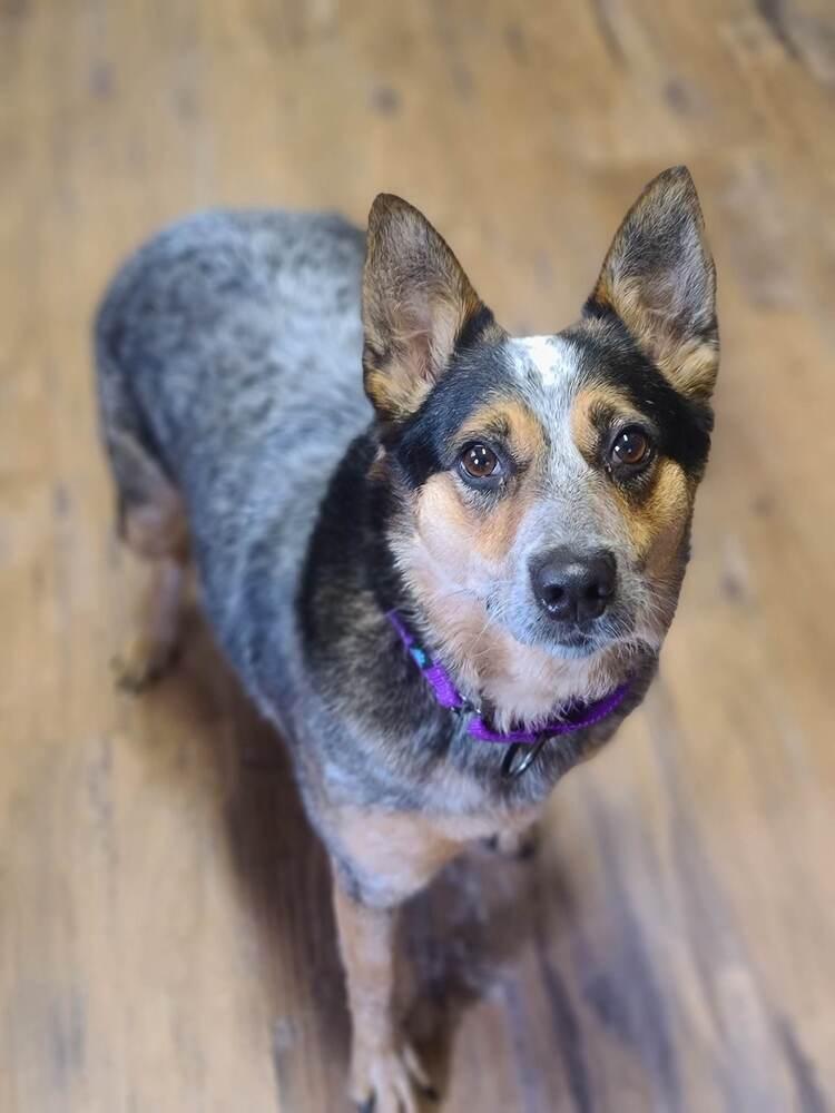 Enlarge Nancy, a Adoptable Australian Cattle Dog / Blue Heeler in Troy, IL image 2/6