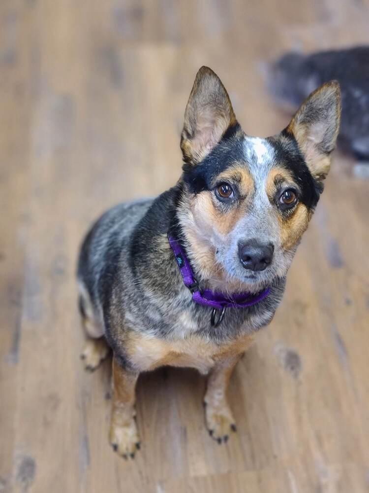 Enlarge Nancy, a Adoptable Australian Cattle Dog / Blue Heeler in Troy, IL image 4/6