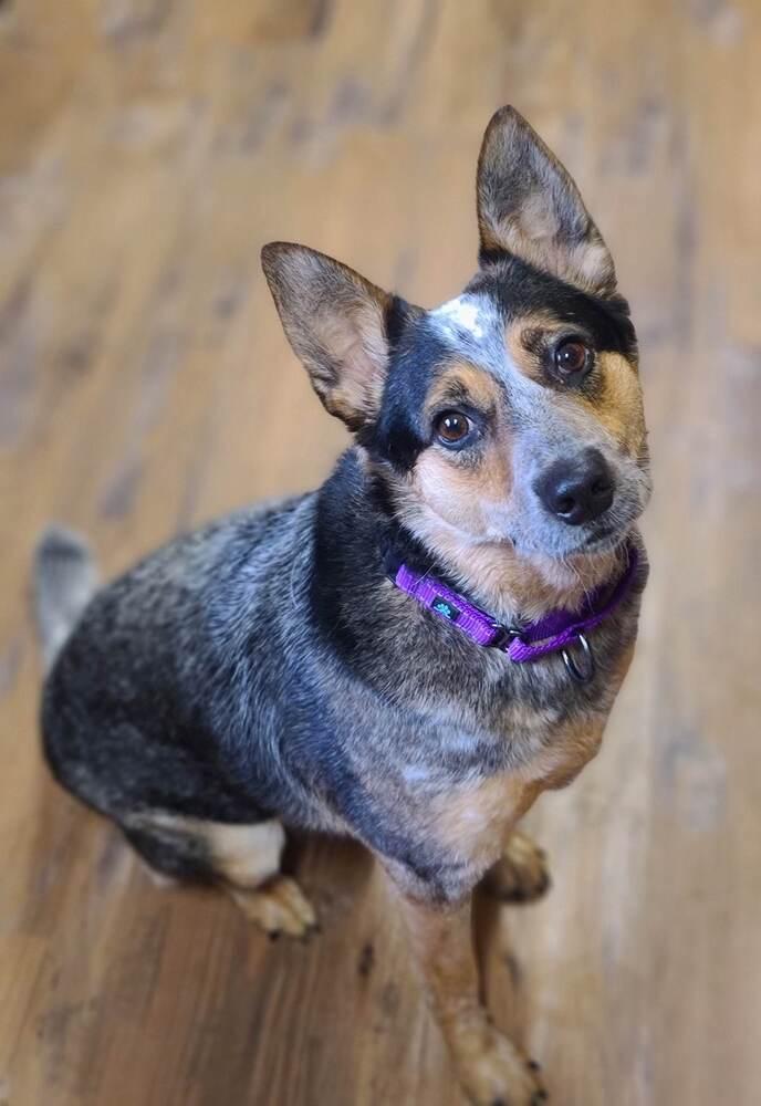 Enlarge Nancy, a Adoptable Australian Cattle Dog / Blue Heeler in Troy, IL image 5/6