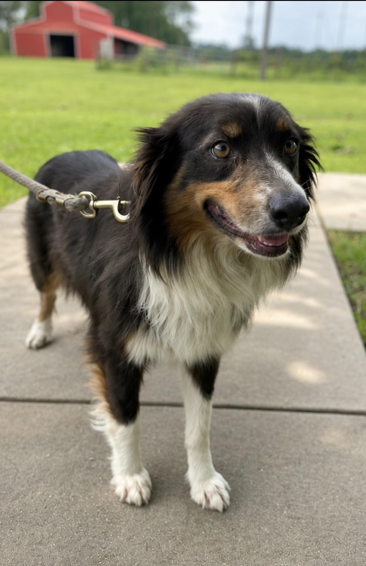 Enlarge Jasmine, a ADOPTABLE mixed breed in Harrisburg, PA image 2/3