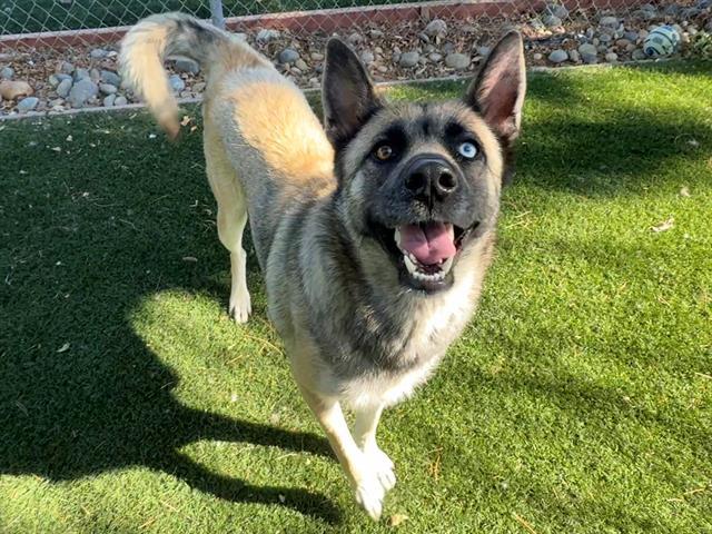 Enlarge CALENDAR GIRL, a Adoptable German Shepherd Dog in Antioch, CA image 1/1