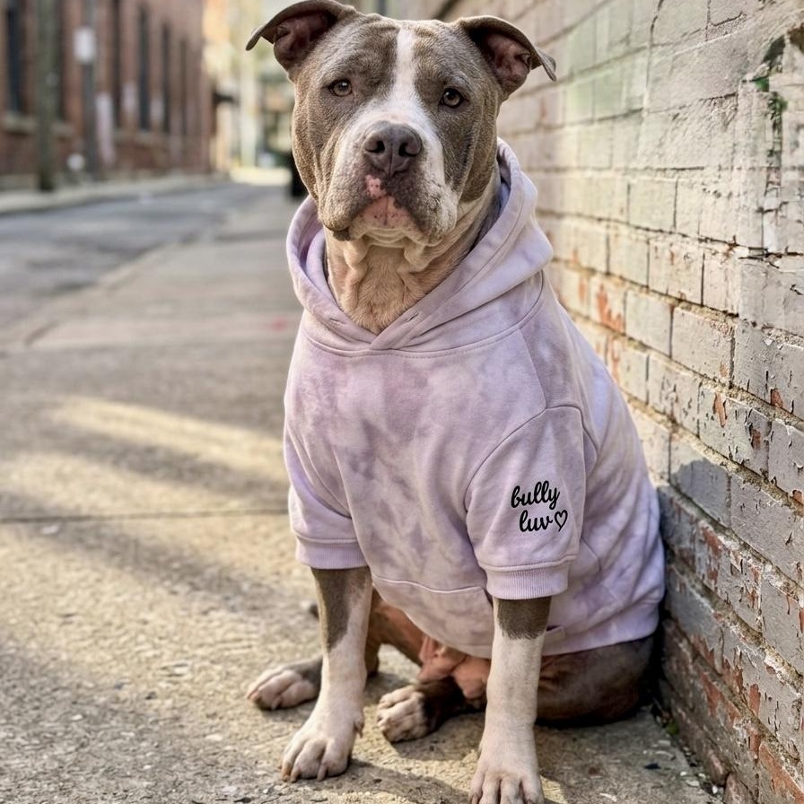 Bertha, ADOPTABLE, Adult Female American Bully & American Staffordshire Terrier.