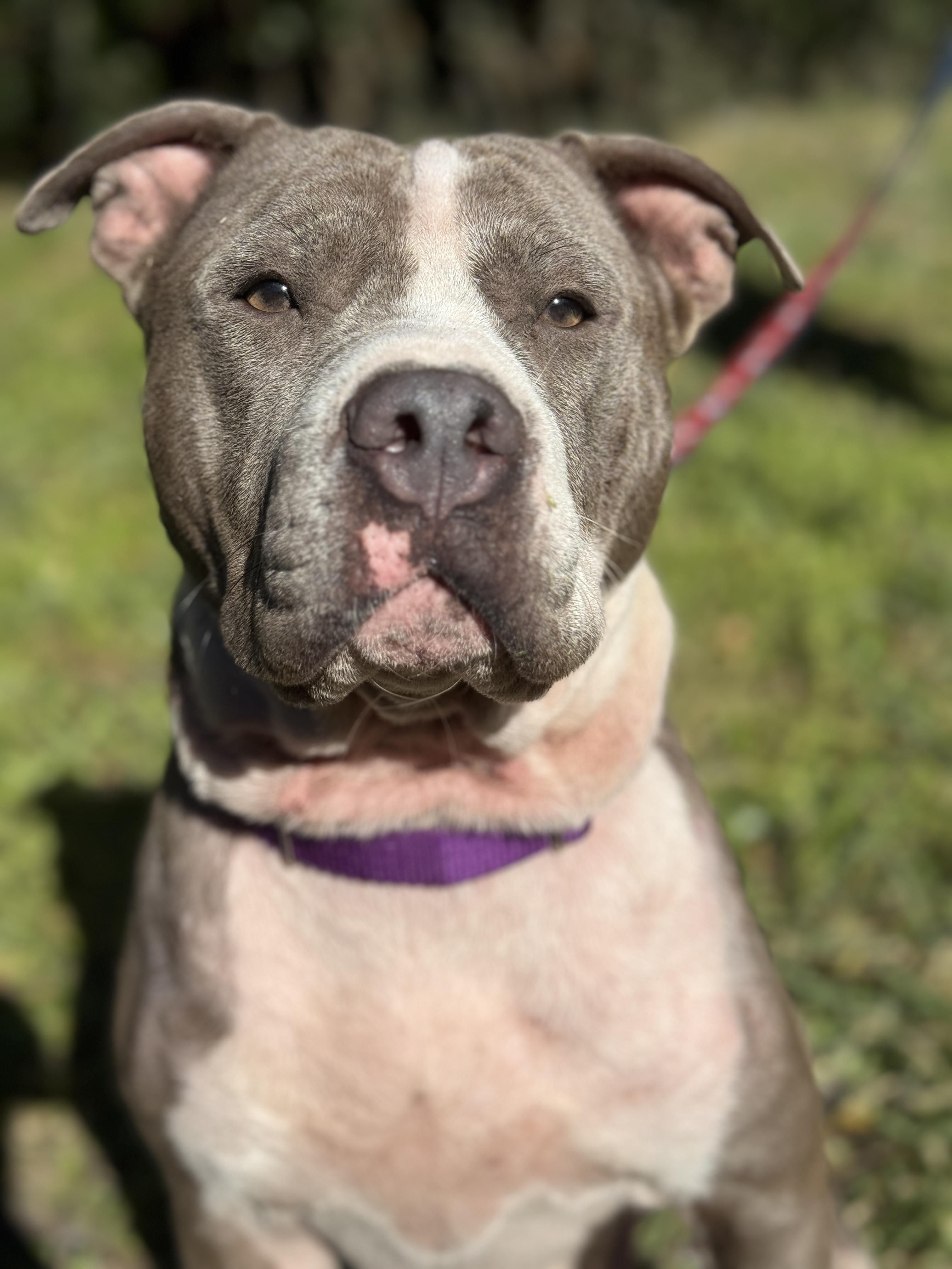 Enlarge Bertha, a ADOPTABLE mixed breed in Deltona, FL image 2/4