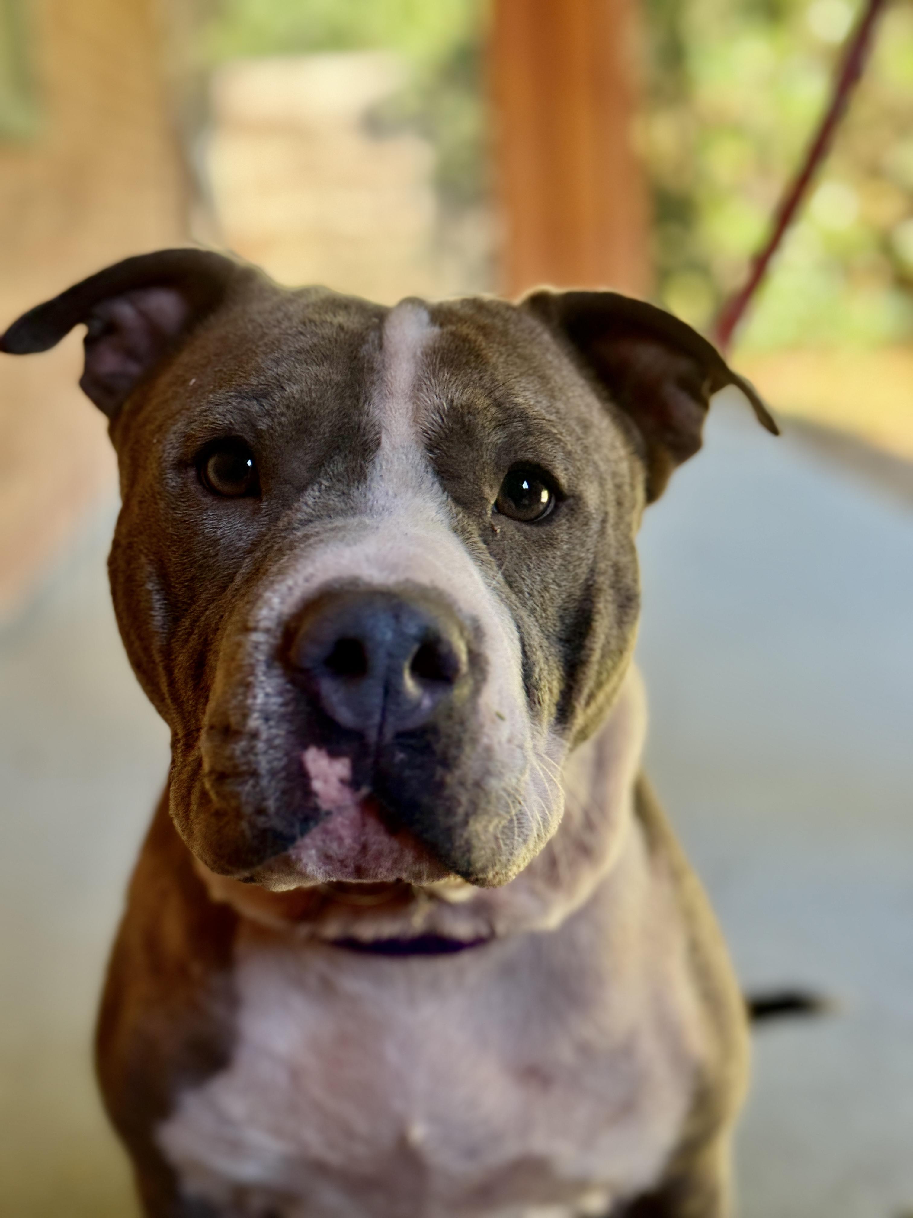Enlarge Bertha, a ADOPTABLE mixed breed in Deltona, FL image 4/4