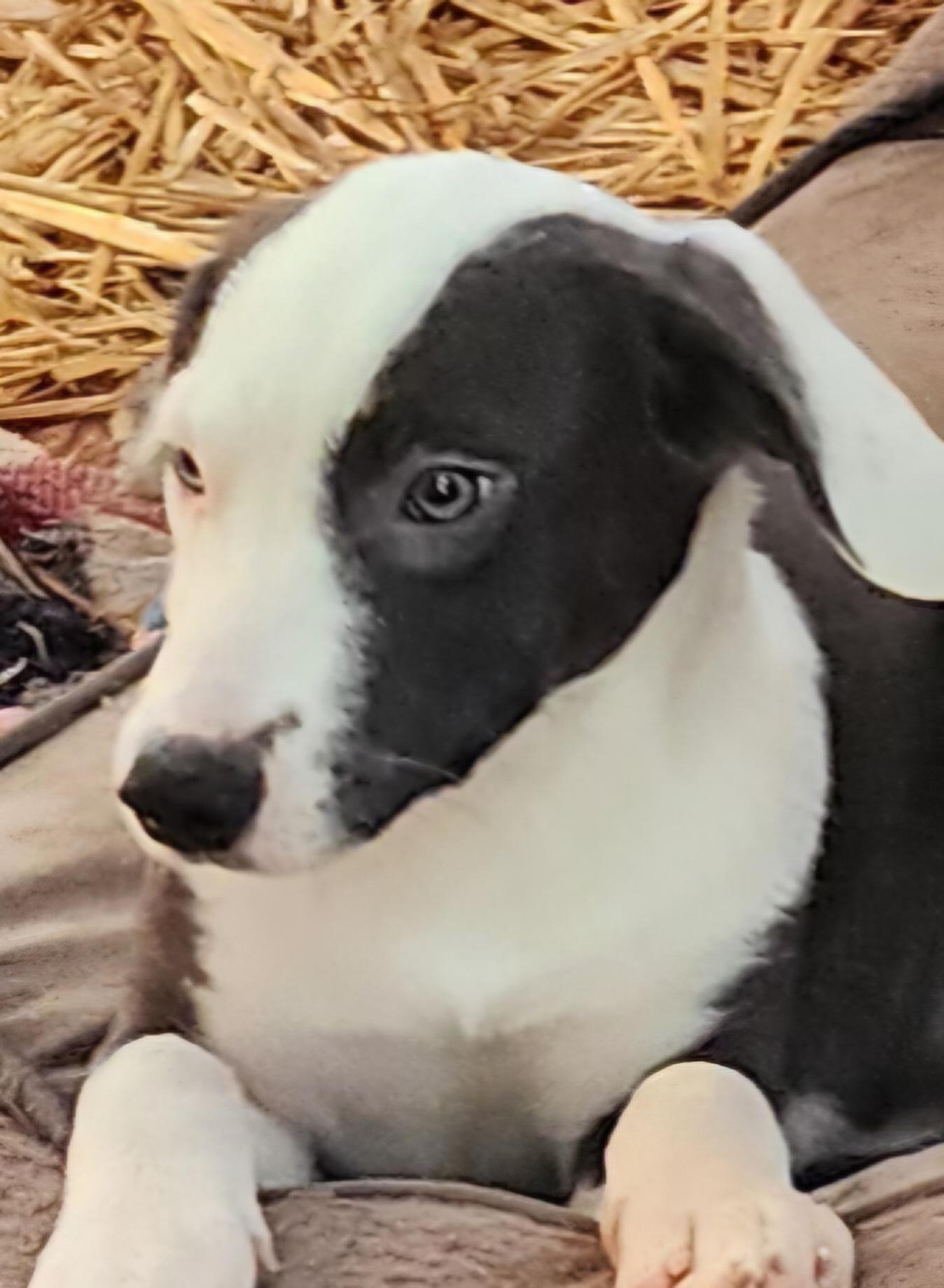 Biggie, Adoptable, Puppy Male Border Collie.