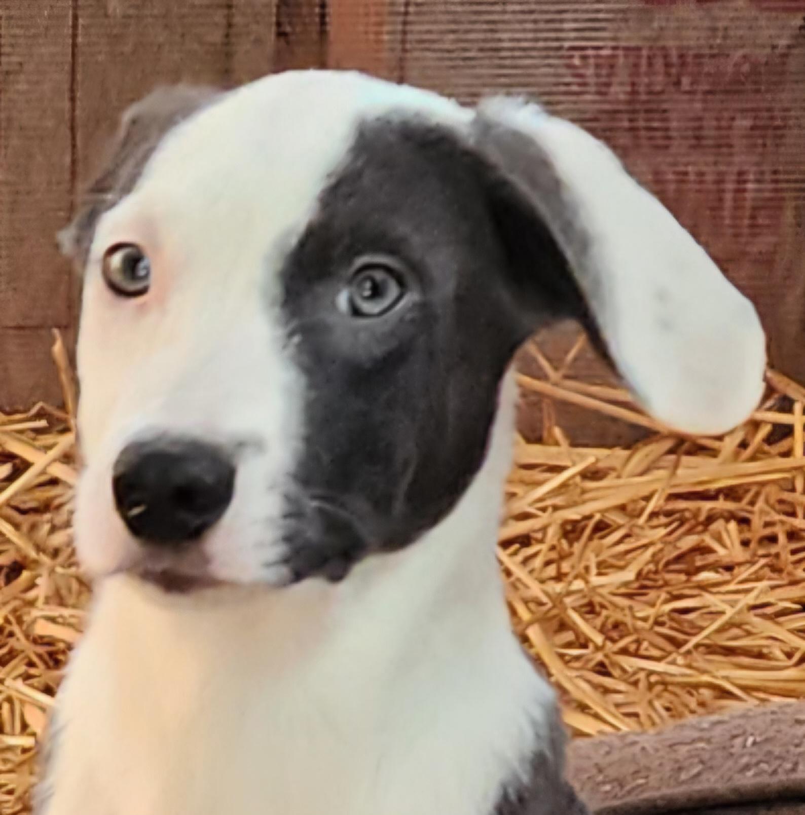 Enlarge Biggie, a Adoptable mixed breed in Lafayette, CA image 2/2