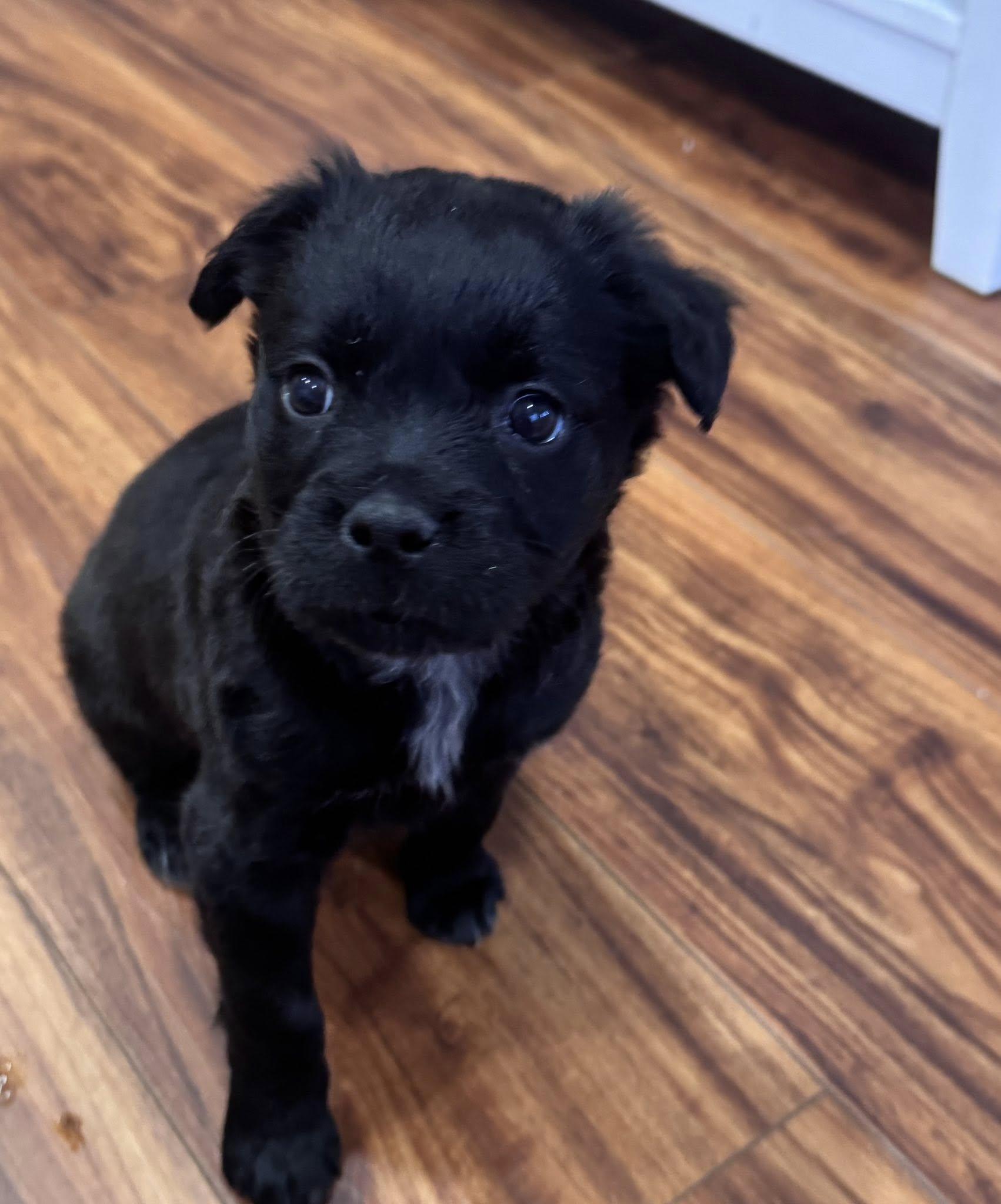 Baby Cocoa thumbnail 2