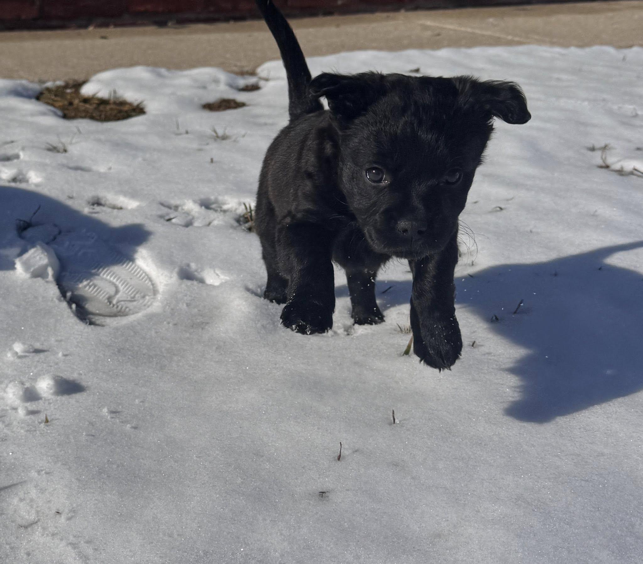 Baby Cocoa thumbnail 3