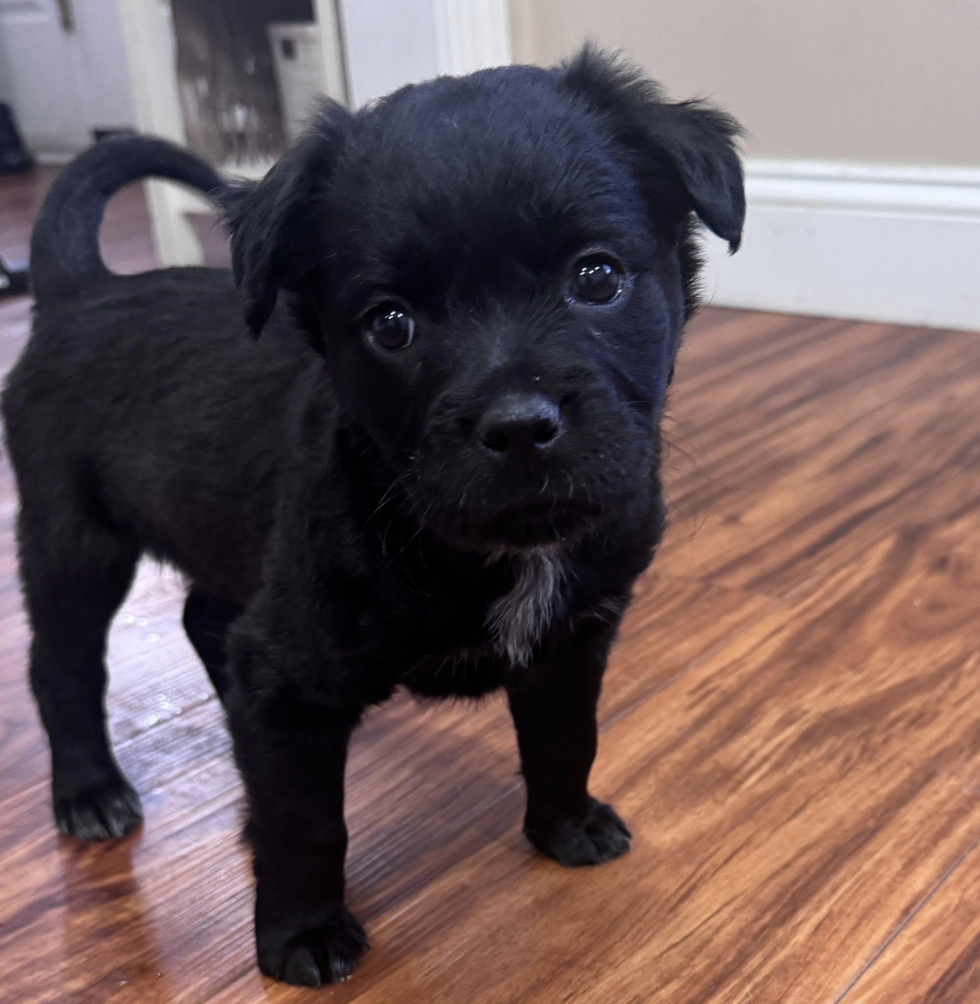Enlarge Baby Cocoa , a ADOPTABLE mixed breed in Marlton, NJ image 4/6