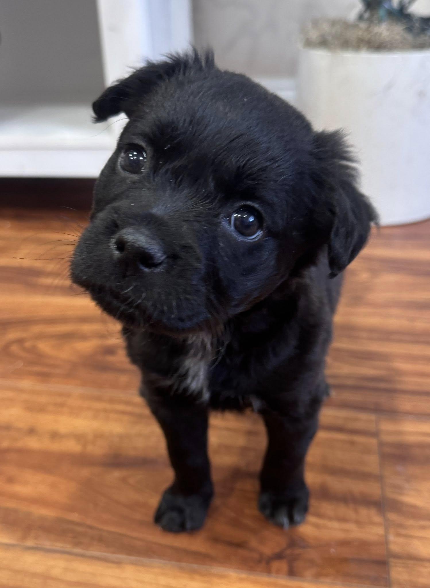 Enlarge Baby Cocoa , a ADOPTABLE mixed breed in Marlton, NJ image 3/6
