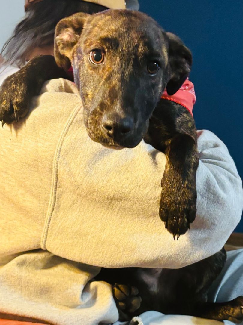 Prince, an adoptable Mixed Breed in Columbia, LA, 71418 | Photo Image 3