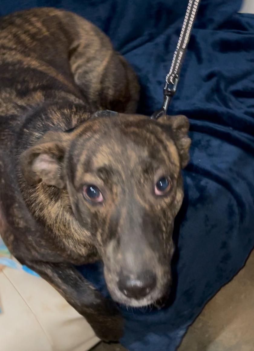 Prince, an adoptable Mixed Breed in Columbia, LA, 71418 | Photo Image 2