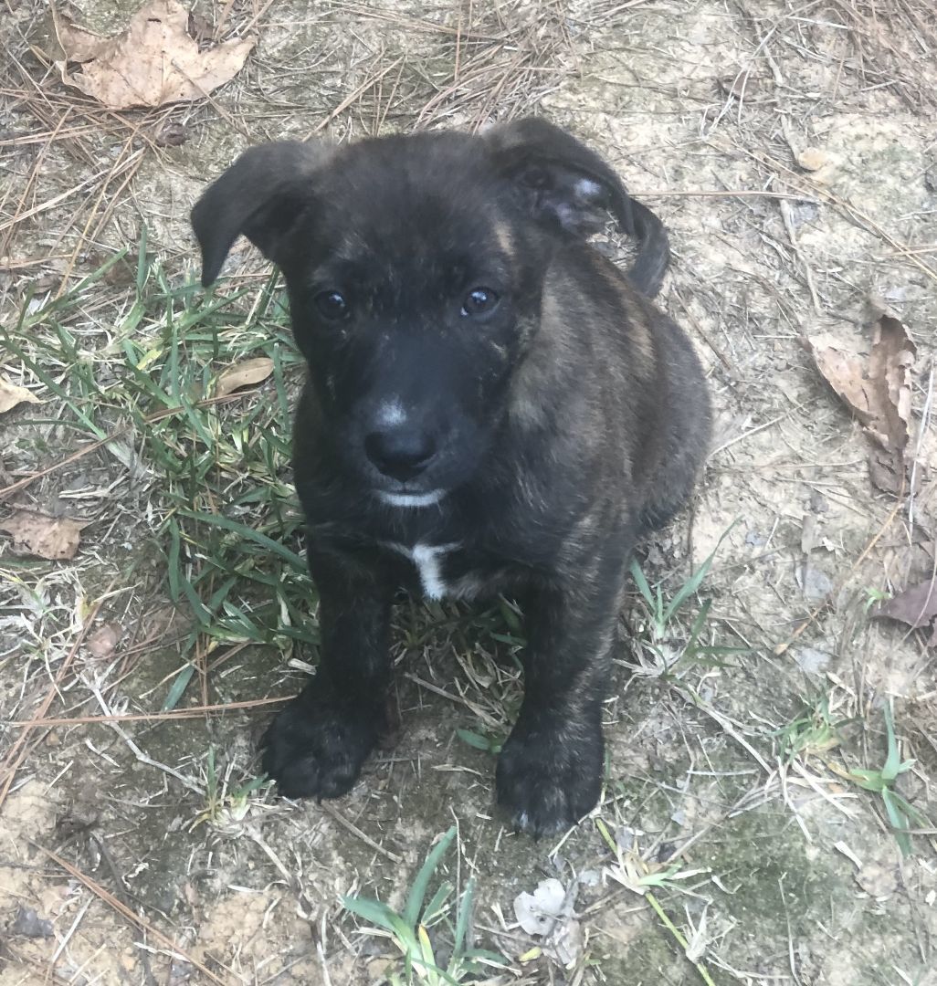 Prince, an adoptable Mixed Breed in Columbia, LA, 71418 | Photo Image 4