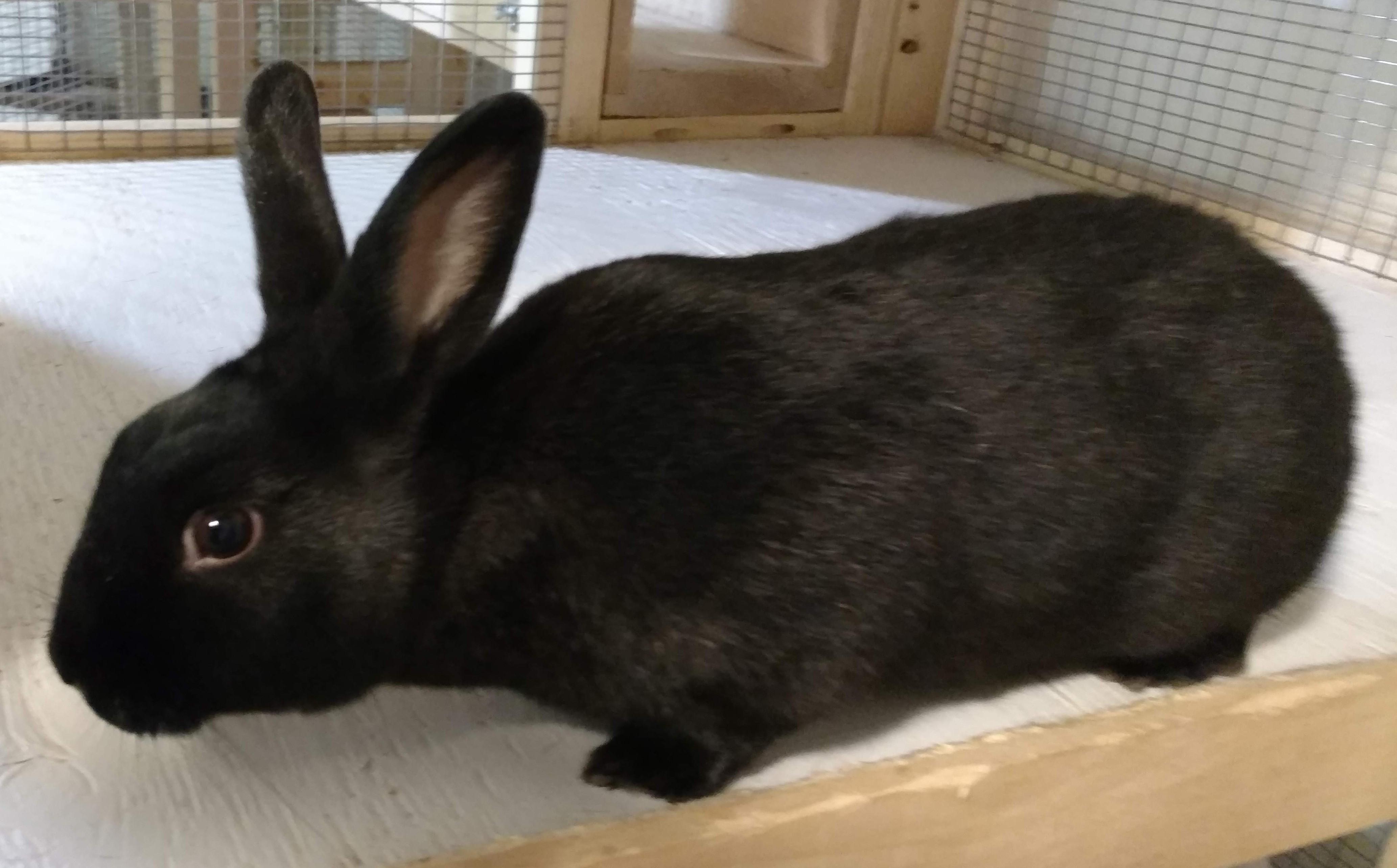 Enlarge Coal, a Adoptable American in Gig Harbor, WA image 1/2