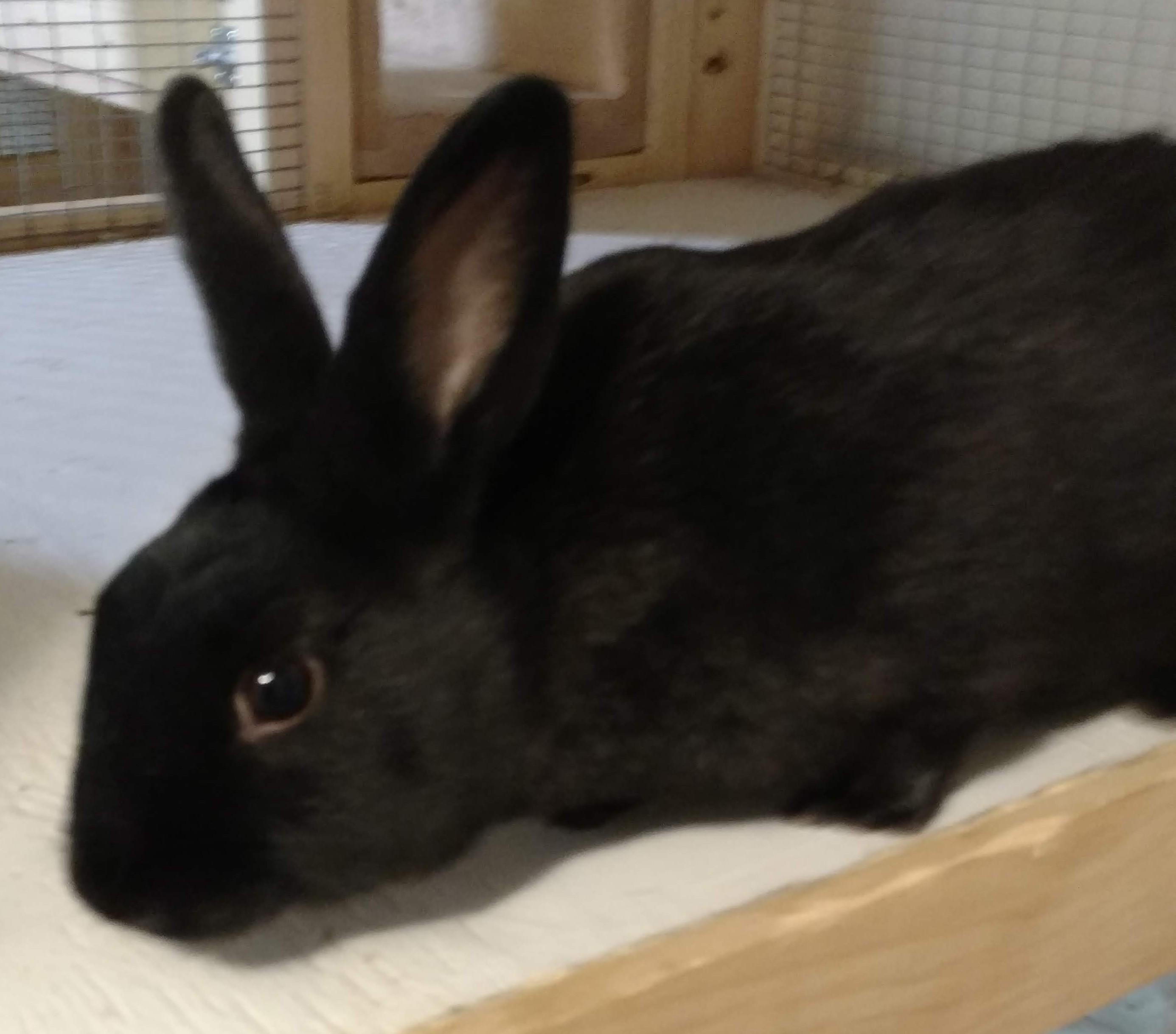 Rabbit for adoption - Coal, an American in Gig Harbor, WA | Petfinder