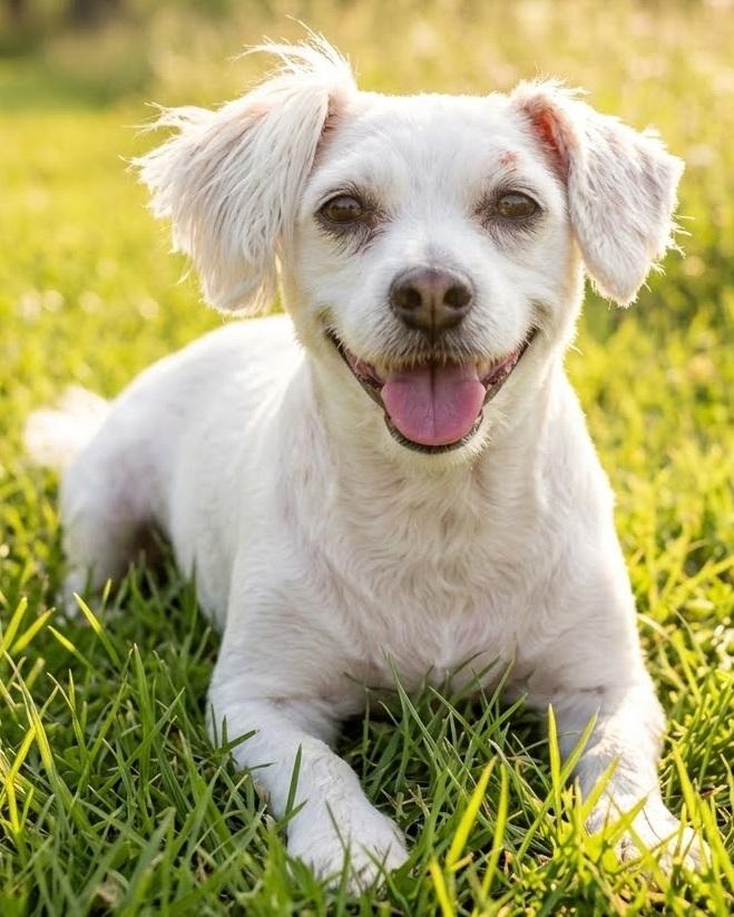 MARTA, Adoptable, Young Female Pekingese.