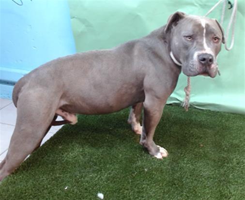 Enlarge BLUE, a Adoptable Pit Bull Terrier in Baldwin Park, CA image 1/1