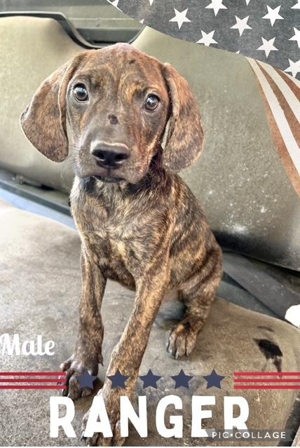 Ranger, Baby Male Labrador Retriever