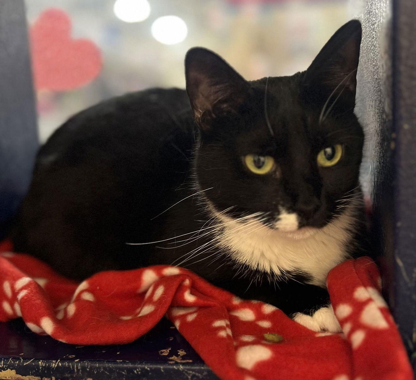Little Girl with a Bob Tail, Adoptable, Adult Female Domestic Short Hair & Tuxedo.