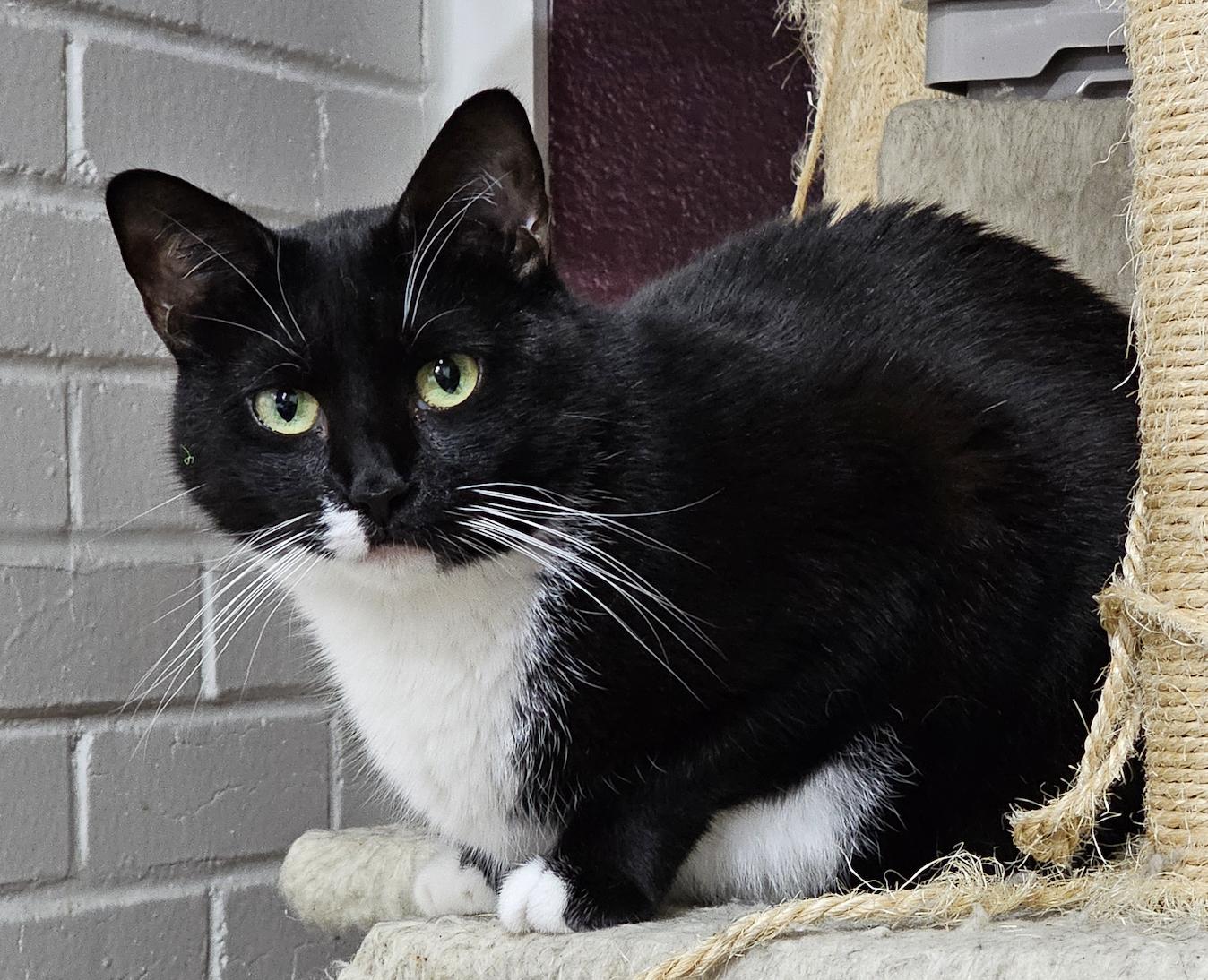 Enlarge Little Girl with a Bob Tail, a Adoptable mixed breed in Frisco, TX image 2/3