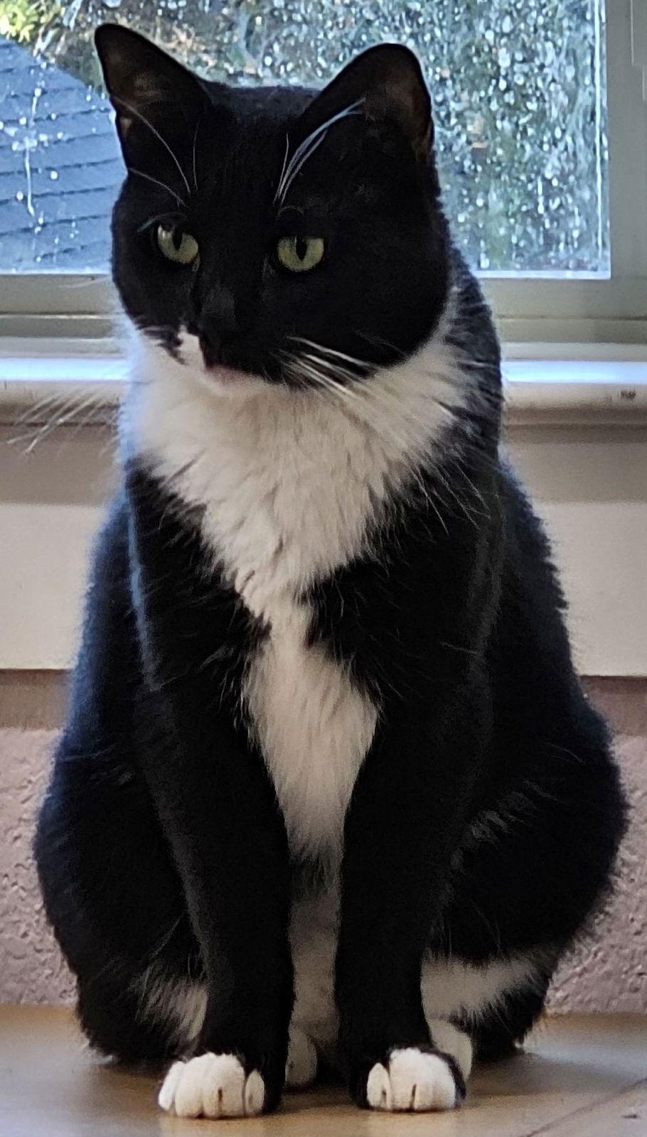 Enlarge Little Girl with a Bob Tail, a Adoptable mixed breed in Frisco, TX image 3/3