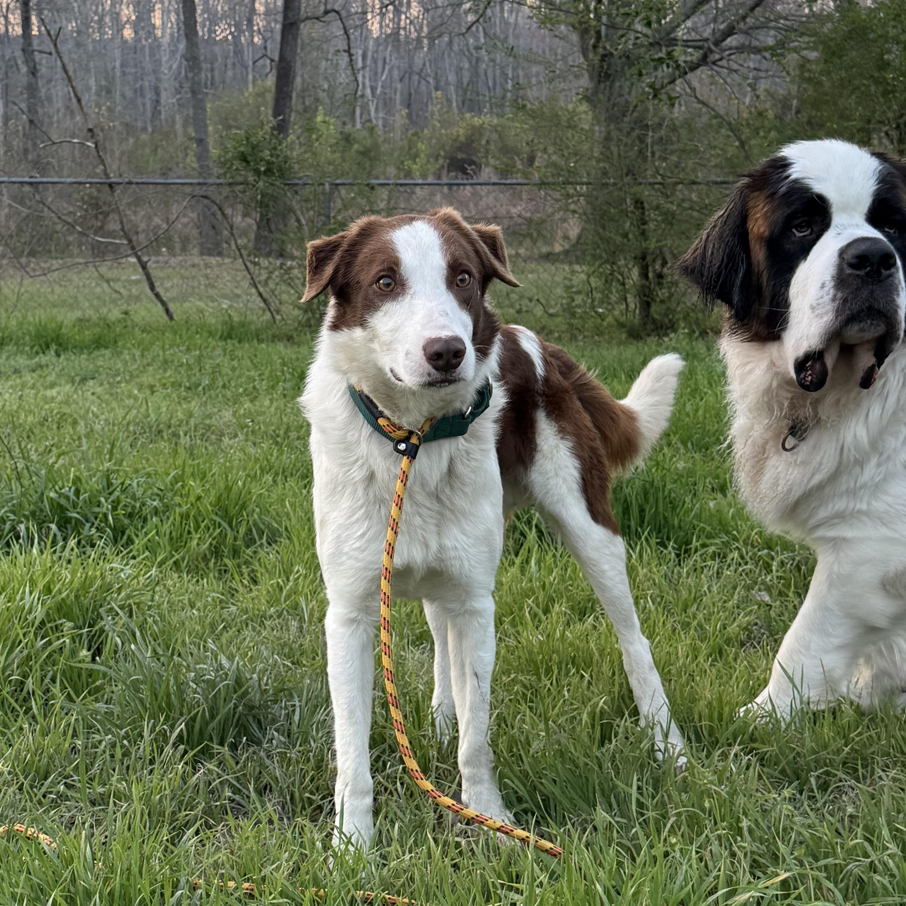 Enlarge Beacon, an adopted Border Collie in New York, NY image 6/6